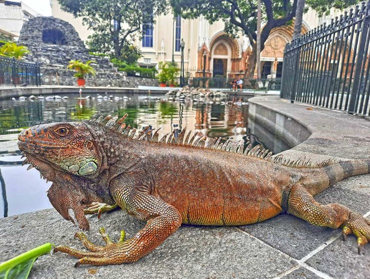 Parque Seminario (Iguana Park), Guayaquil, Guayas Province, Ecuador